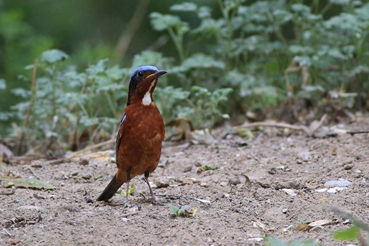 裁下一片五彩霞做衣裳--白喉矶鸫