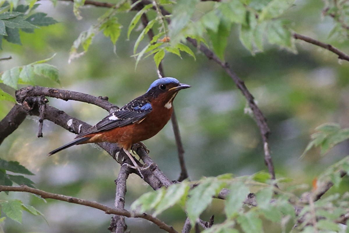 裁下一片五彩霞做衣裳--白喉矶鸫