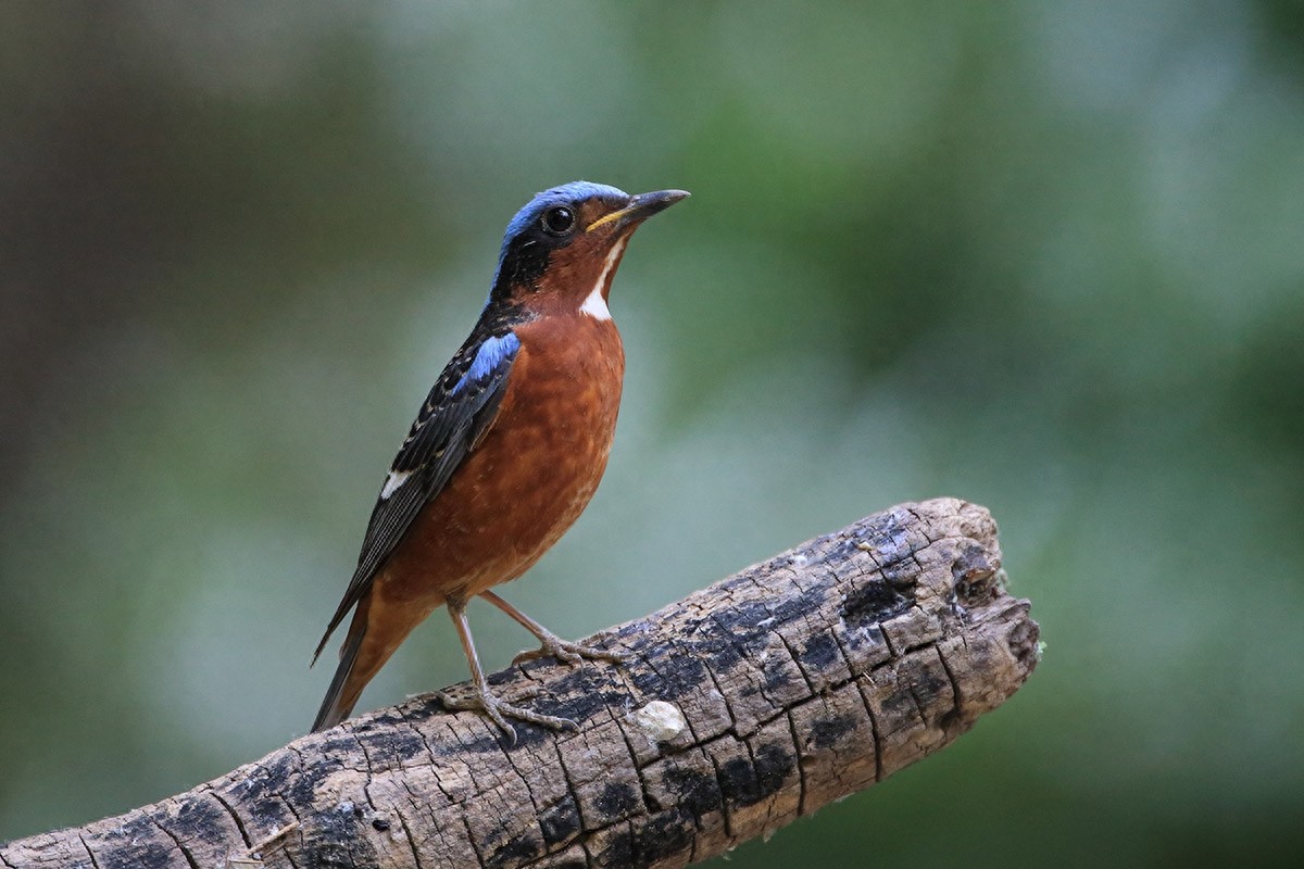 裁下一片五彩霞做衣裳--白喉矶鸫