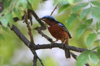 ​裁下一片五彩霞做衣裳--白喉矶鸫