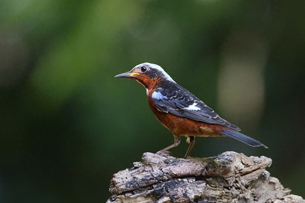 裁下一片五彩霞做衣裳--白喉矶鸫