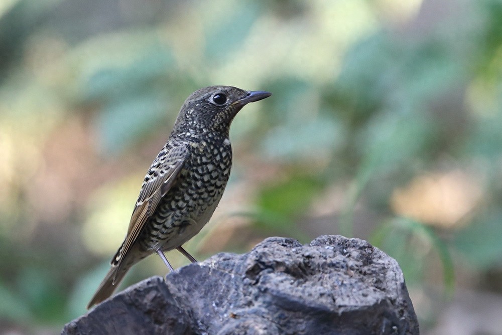 裁下一片五彩霞做衣裳--白喉矶鸫