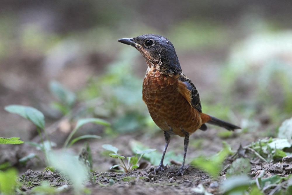 裁下一片五彩霞做衣裳--白喉矶鸫