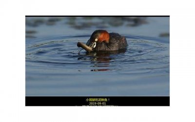 ​男人的乳房到底有啥用？