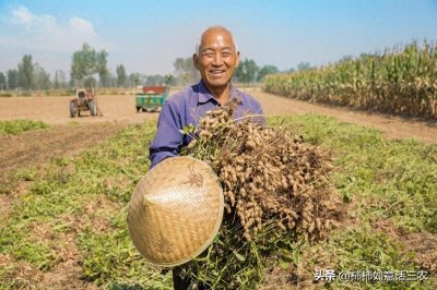 ​花生啥时候播种最好？原来早播晚播都不对，难怪产量这么低