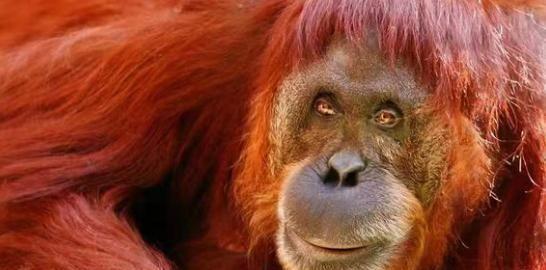 逆水寒玩家脸捏太丑,系统都看不下去送了张整容券,贴吧哭求拯救