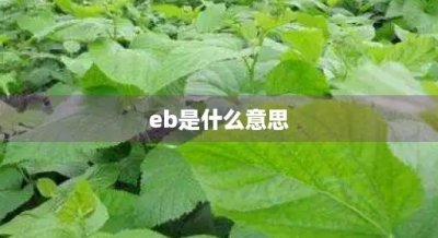​eb是什么意思(EBD是什么意思)