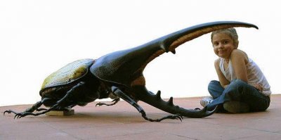 ​一只能卖70万的大力神甲虫,却因被人们变态喜爱而濒临灭绝