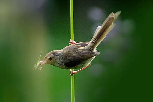 雕虫小技中“雕虫”和“小技”分别是什么意思? 雕虫小技中“雕虫”和“小技”分别是什么意思?