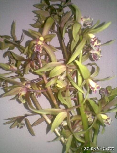 只要看准这5点，在山上能找到比花店还好的兰花