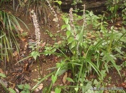 只要看准这5点，在山上能找到比花店还好的兰花