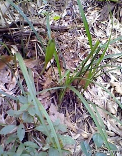 只要看准这5点，在山上能找到比花店还好的兰花