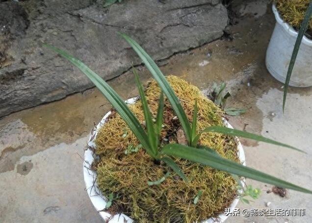 只要看准这5点，在山上能找到比花店还好的兰花