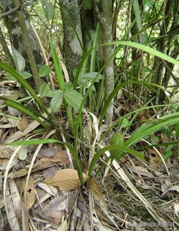 只要看准这5点，在山上能找到比花店还好的兰花