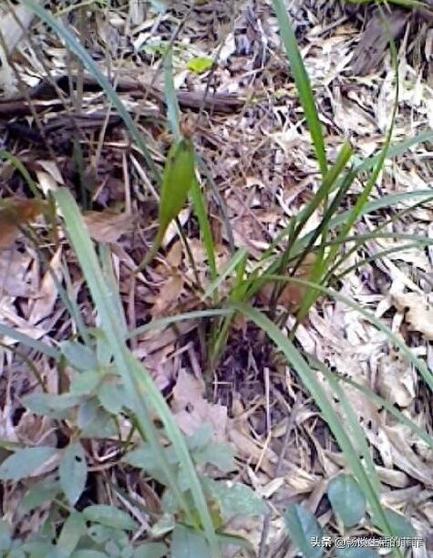 只要看准这5点，在山上能找到比花店还好的兰花