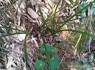 只要看准这5点，在山上能找到比花店还好的兰花