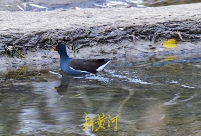 ​水中珍禽黑水鸡，冬日栖息济南腊山河 | AI播泉城