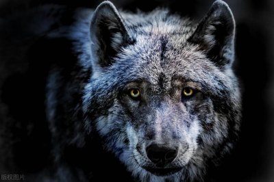 ​狼为什么要吃人？长白山老猎人说，因为狼从来没有把人当过人