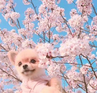 ​宠物小百科——博美