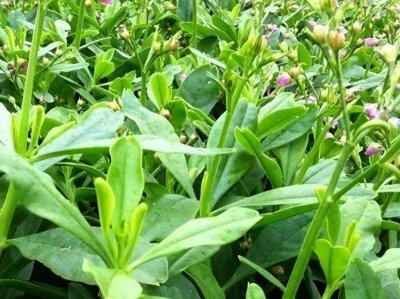 ​农村这种称为“人参菜”的野草，3月正适合采摘，根部价值珍贵