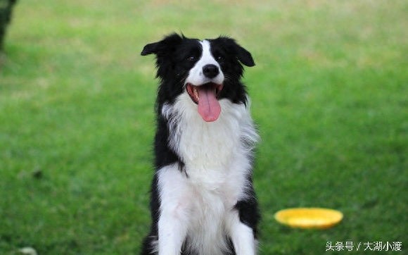 10张狗狗的笑脸,你被萌化了吗?