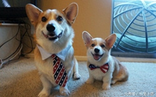 10张狗狗的笑脸,你被萌化了吗?