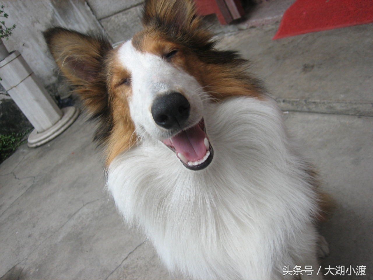 10张狗狗的笑脸,你被萌化了吗?