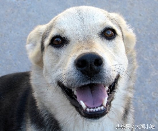 10张狗狗的笑脸,你被萌化了吗?