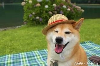 10张狗狗的笑脸,你被萌化了吗?