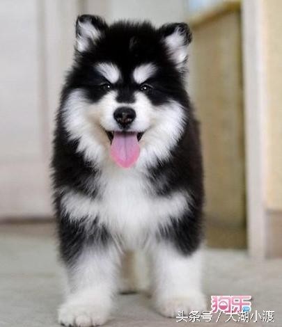 10张狗狗的笑脸,你被萌化了吗?