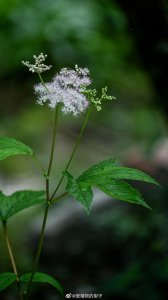 ​杂草集——蚊子草