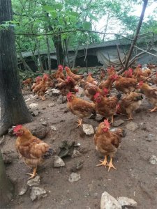 ​究竟养多少只才叫养鸡？养鸡能很快发家致富吗？