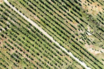 ​（环境）内蒙古多伦县：沙地变松林