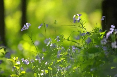 ​30首经典春风诗词