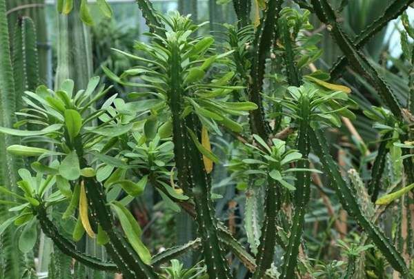 四大镇宅之树罗汉松图片,罗汉松树长什么样图13