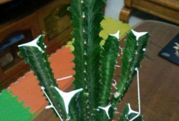 四大镇宅之树罗汉松图片,罗汉松树长什么样图15