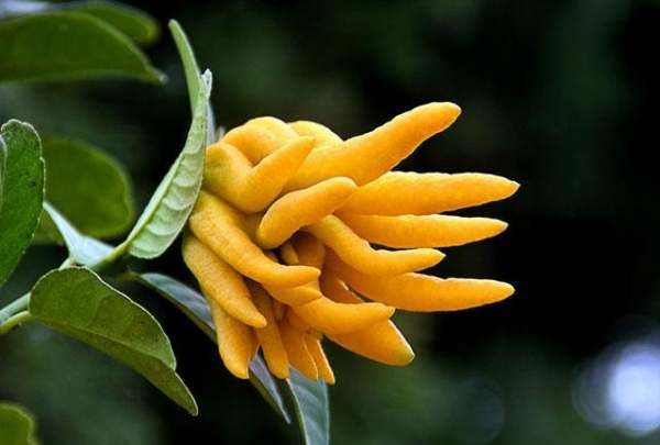 四大镇宅之树罗汉松图片,罗汉松树长什么样图9