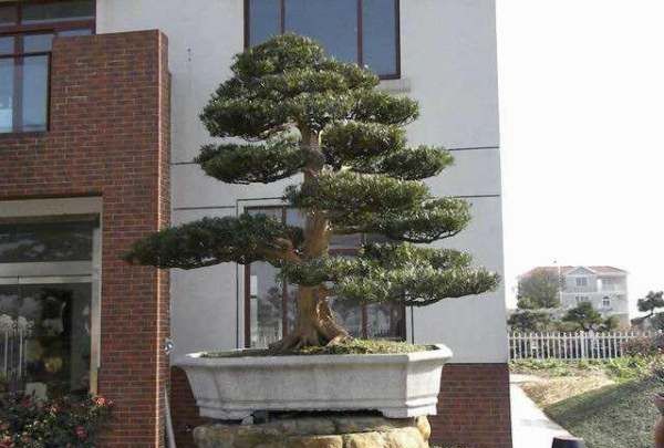 四大镇宅之树罗汉松图片,罗汉松树长什么样图3