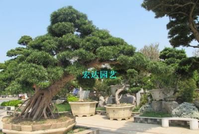 四大镇宅之树罗汉松图片:罗汉松树长什么样