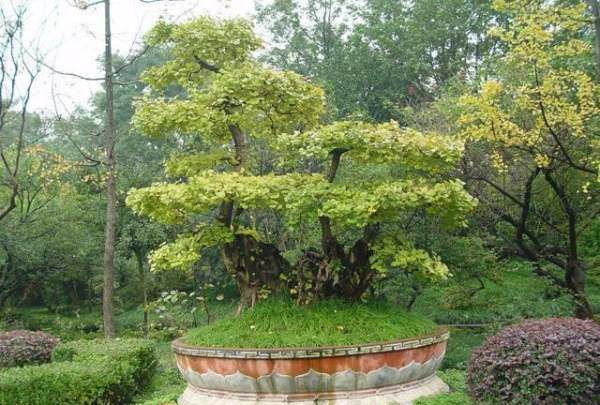 四大镇宅之树罗汉松图片,罗汉松树长什么样图7