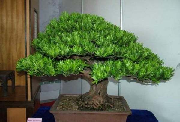 四大镇宅之树罗汉松图片,罗汉松树长什么样图5