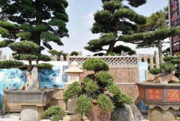 四大镇宅之树罗汉松图片,罗汉松树长什么样图2