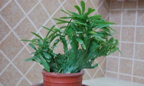 四大镇宅之树罗汉松图片,罗汉松树长什么样图18