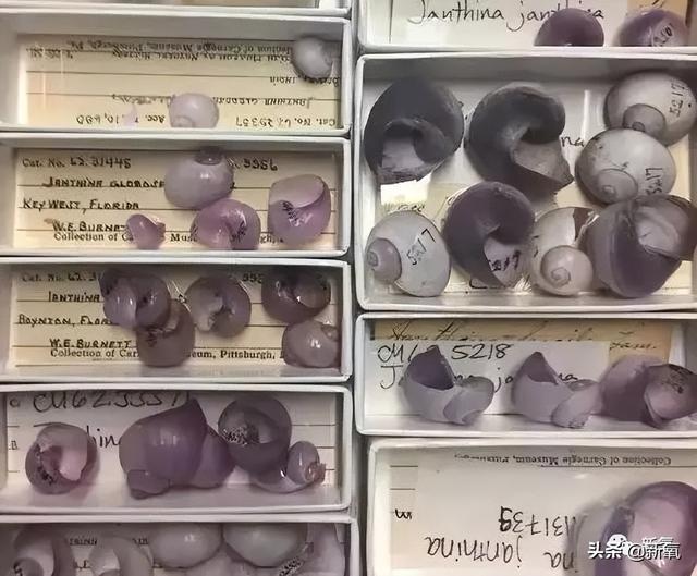 内娱第一人花瓶简介 从内娱顶流到土俗老板风(25)