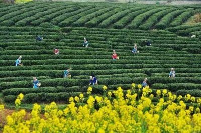 ​明前都匀毛尖茶简介（解锁都匀毛尖茶的基因密码）