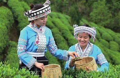 明前都匀毛尖茶简介(解锁都匀毛尖茶的基因密码)(2)