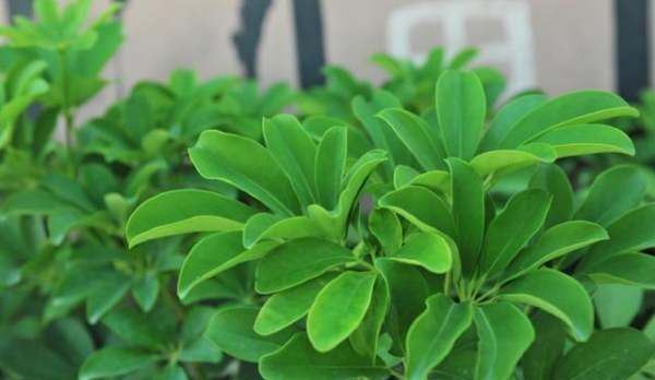 什么植物可以吸收甲醛,什么植物除甲醛效果最好最快图7