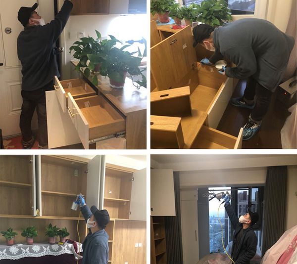 什么植物可以吸收甲醛,什么植物除甲醛效果最好最快图12