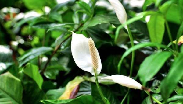 什么植物可以吸收甲醛,什么植物除甲醛效果最好最快图5