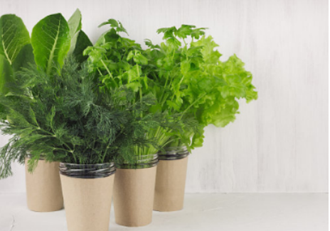 什么植物可以吸收甲醛,什么植物除甲醛效果最好最快图13